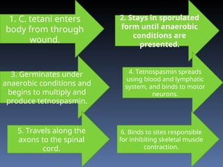 1. C. tetani enters
body from through
wound.
3. Germinates under
anaerobic conditions and
begins to multiply and
produce tetnospasmin.
2. Stays in sporulated
form until anaerobic
conditions are
presented.
4. Tetnospasmin spreads
using blood and lymphatic
system, and binds to motor
neurons.
5. Travels along the
axons to the spinal
cord.
6. Binds to sites responsible
for inhibiting skeletal muscle
contraction.
 