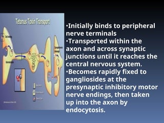 •Initially binds to peripheral
nerve terminals
•Transported within the
axon and across synaptic
junctions until it reaches the
central nervous system.
•Becomes rapidly fixed to
gangliosides at the
presynaptic inhibitory motor
nerve endings, then taken
up into the axon by
endocytosis.
 