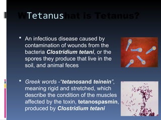 WTetanushat is Tetanus?
 An infectious disease caused by
contamination of wounds from the
bacteria Clostridium tetani, or the
spores they produce that live in the
soil, and animal feces
 Greek words -“tetanosand teinein”,
meaning rigid and stretched, which
describe the condition of the muscles
affected by the toxin, tetanospasmin,
produced by Clostridium tetani
 