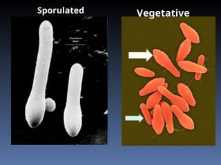 Sporulated Vegetative
 