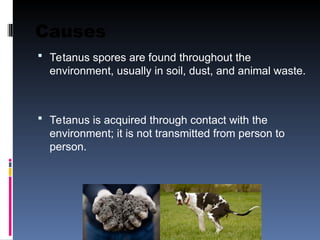 Causes
 Tetanus spores are found throughout the
environment, usually in soil, dust, and animal waste.
 Tetanus is acquired through contact with the
environment; it is not transmitted from person to
person.
 