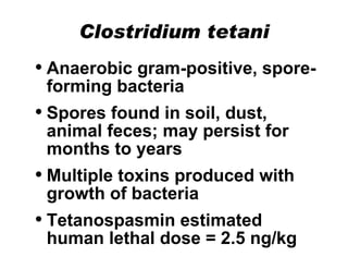 Clostridium tetani Anaerobic gram-positive, spore-forming bacteria Spores found in soil, dust, animal feces; may persist for months to years Multiple toxins produced with growth of bacteria Tetanospasmin estimated human lethal dose = 2.5 ng/kg 