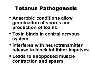 Tetanus Pathogenesis Anaerobic conditions allow germination of spores and production of toxins Toxin binds in central nervous system Interferes with neurotransmitter release to block inhibitor impulses Leads to unopposed muscle contraction and spasm 