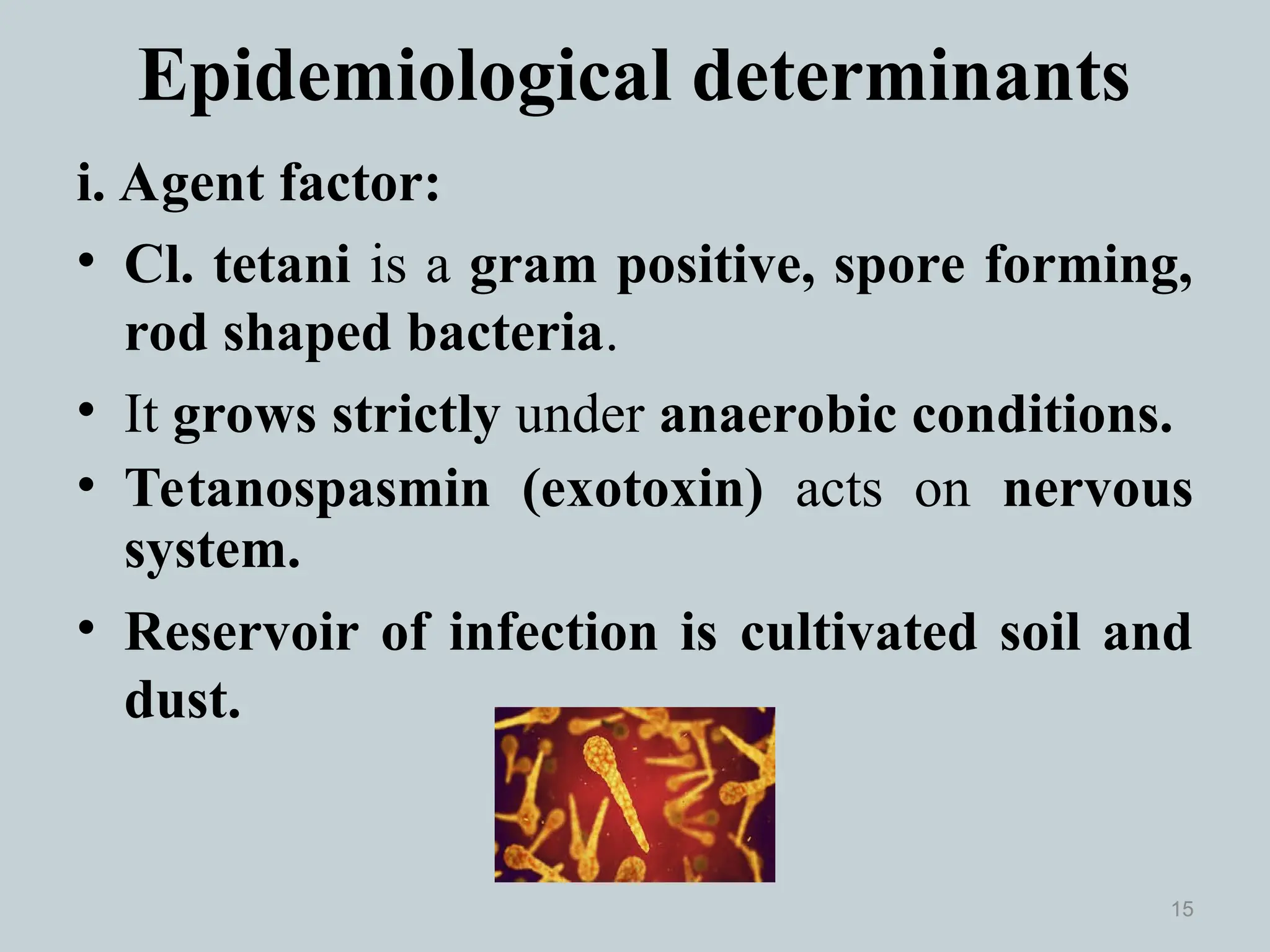 Epidemiological determinants
i. Agent factor:
• Cl. tetani is a gram positive, spore forming,
rod shaped bacteria.
• It grows strictly under anaerobic conditions.
• Tetanospasmin (exotoxin) acts on nervous
system.
• Reservoir of infection is cultivated soil and
dust.
15
 