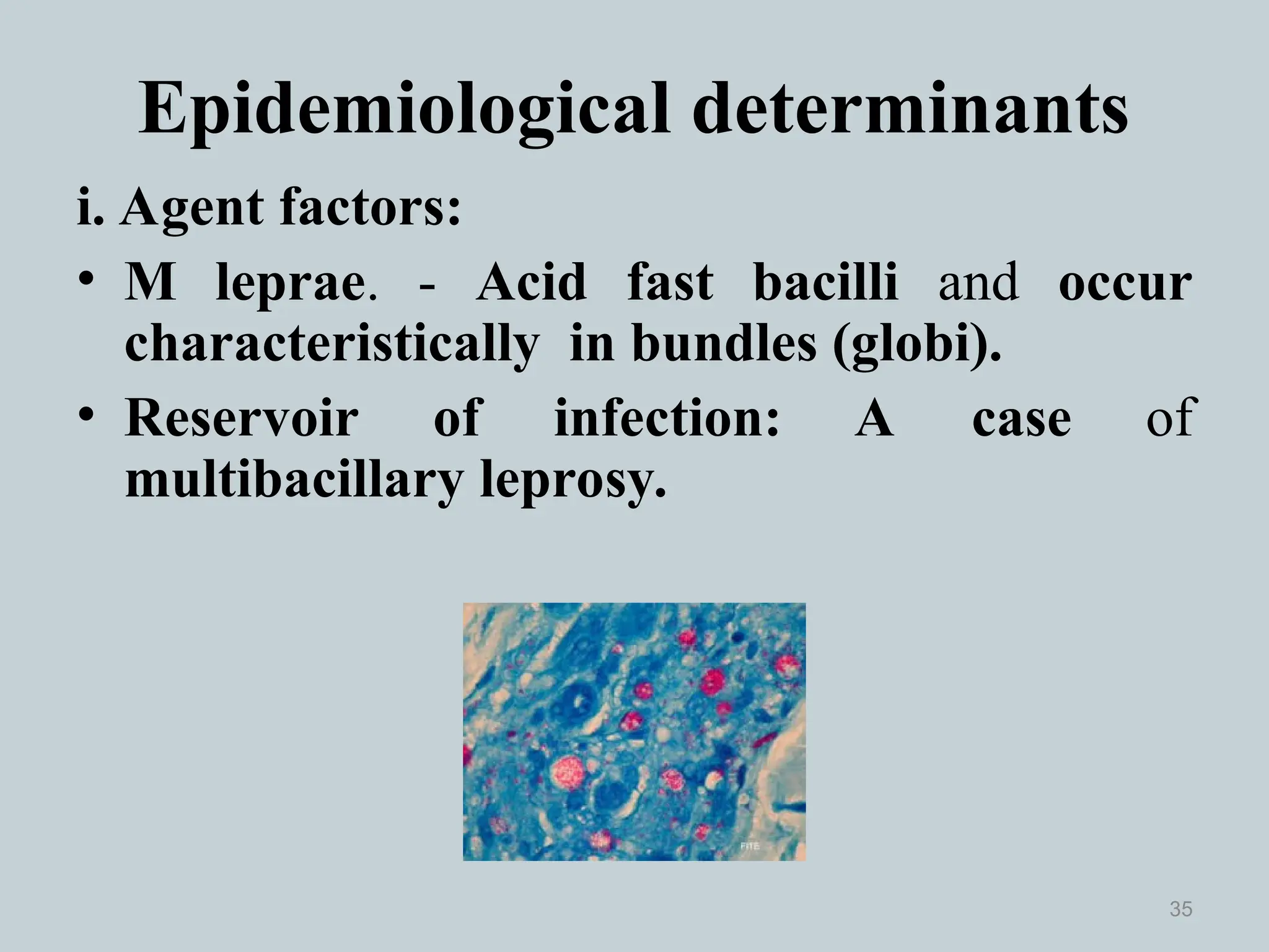 i. Agent factors:
• M leprae. - Acid fast bacilli and occur
characteristically in bundles (globi).
• Reservoir of infection: A case of
multibacillary leprosy.
35
Epidemiological determinants
 