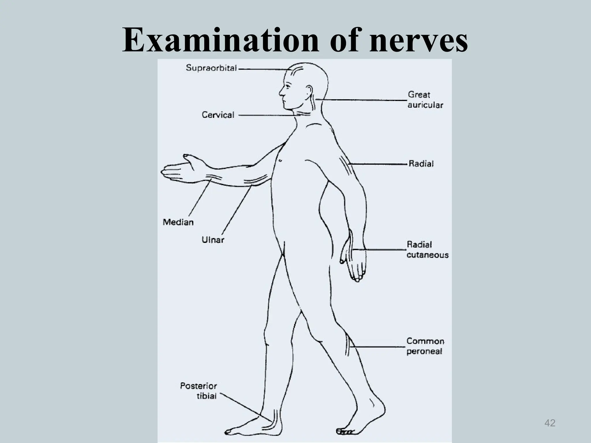 Examination of nerves
42
 