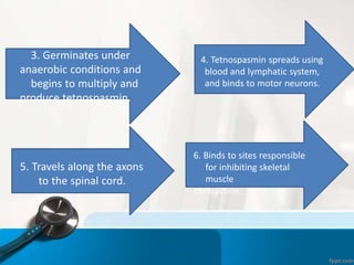 3. Germinates under
anaerobic conditions and
begins to multiply and
produce tetnospasmin.
4. Tetnospasmin spreads using
blood and lymphatic system,
and binds to motor neurons.
5. Travels along the axons
to the spinal cord.
6. Binds to sites responsible
for inhibiting skeletal
muscle
contraction.
 