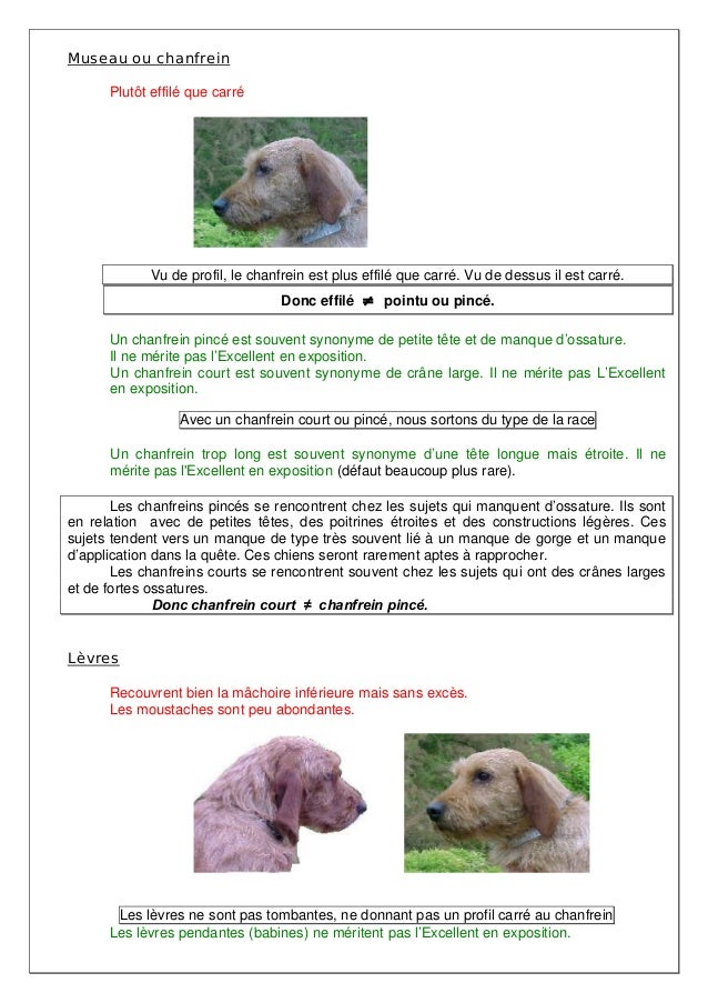 Tete Et Corps Du Fauve De Bretagne