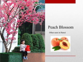 Peach Blossom
Often seen in Hanoi
 