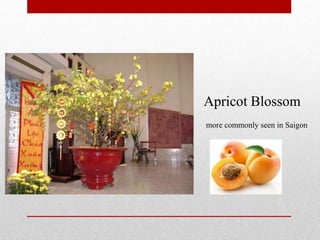 Apricot Blossom
more commonly seen in Saigon
 