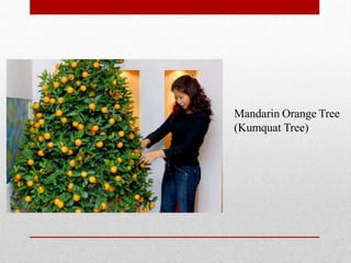 Mandarin Orange Tree
(Kumquat Tree)
 