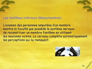 Les fant ômes intérieurs (Ramachandran) : L’examen des personnes amputées d’un membre montre la faculté que possède le système nerveux de reconstituer un membre fant ôme en utilisant  les neurones voisins. Le cerveau complète automatiquement  les perceptions qui lui manquent. 