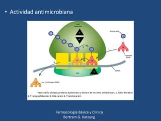 • Actividad antimicrobiana

Farmacología Básica y Clínica
Bertram G. Katzung

 