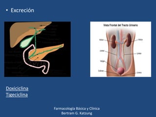 • Excreción

Doxiciclina
Tigeciclina
Farmacología Básica y Clínica
Bertram G. Katzung

 