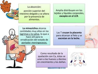 La absorción:
porción superior del
intestino delgado y se altera
por la presencia de
alimentos.
Amplia distribuyen en los
tejidos y líquidos corporales,
excepto en el LCR.
La minociclina alcanza
cantidades muy altas en las
lagrimas y la saliva, lo que a
hace útil para la
erradicación del estado de
portador meningococos.
Las T cruzan la placenta
para alcanzar al feto y se
excretan en la leche.
Como resultado de la
quelación con Ca, éstas se
unen a los huesos y dientes
en crecimiento y los dañan.
 