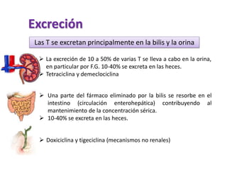 Excreción
Las T se excretan principalmente en la bilis y la orina
 La excreción de 10 a 50% de varias T se lleva a cabo en la orina,
en particular por F.G. 10-40% se excreta en las heces.
 Tetraciclina y demeclociclina
 Una parte del fármaco eliminado por la bilis se resorbe en el
intestino (circulación enterohepática) contribuyendo al
mantenimiento de la concentración sérica.
 10-40% se excreta en las heces.
 Doxiciclina y tigeciclina (mecanismos no renales)
 