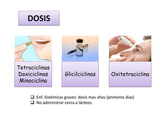 DOSIS
Tetraciclinas
Doxiciclinas
Minociclina
Glicilciclinas Oxitetraciclina
 Enf. Sistémicas graves: dosis mas altas (primeros días)
 No administrar cerca a lácteos.
 