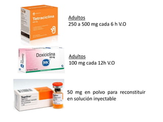 Adultos
250 a 500 mg cada 6 h V.O
Adultos
100 mg cada 12h V.O
50 mg en polvo para reconstituir
en solución inyectable
 