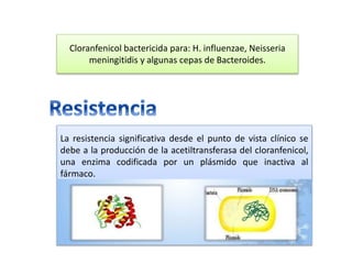 Cloranfenicol bactericida para: H. influenzae, Neisseria
meningitidis y algunas cepas de Bacteroides.
La resistencia significativa desde el punto de vista clínico se
debe a la producción de la acetiltransferasa del cloranfenicol,
una enzima codificada por un plásmido que inactiva al
fármaco.
 