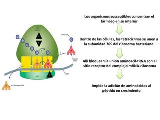 Los organismos susceptibles concentran el
fármaco en su interior
Dentro de las células, las tetraciclinas se unen a
la subunidad 30S del ribosoma bacteriano
Allí bloquean la unión aminoacil-tRNA con el
sitio receptor del complejo mRNA-ribosoma
Impide la adición de aminoácidos al
péptido en crecimiento
 