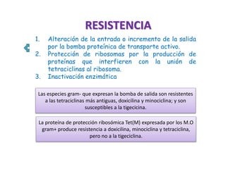 RESISTENCIA
1. Alteración de la entrada o incremento de la salida
por la bomba proteínica de transporte activo.
2. Protección de ribosomas por la producción de
proteínas que interfieren con la unión de
tetraciclinas al ribosoma.
3. Inactivación enzimática
Las especies gram- que expresan la bomba de salida son resistentes
a las tetraciclinas más antiguas, doxicilina y minociclina; y son
susceptibles a la tigecicina.
La proteína de protección ribosómica Tet(M) expresada por los M.O
gram+ produce resistencia a doxicilina, minociclina y tetraciclina,
pero no a la tigeciclina.
 