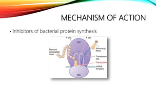 MECHANISM OF ACTION
• Inhibitors of bacterial protein synthesis
 