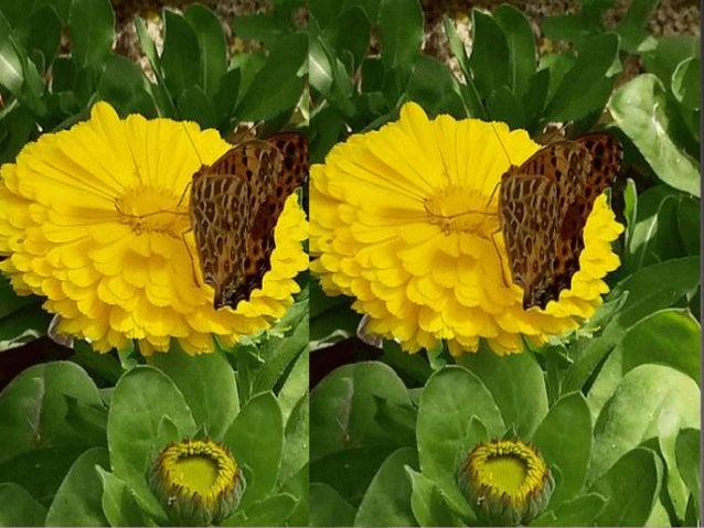 Chloromycetin Vs Chloramphenicol