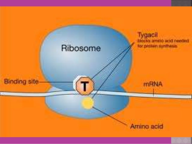 Chloromycetin Vs Chloramphenicol