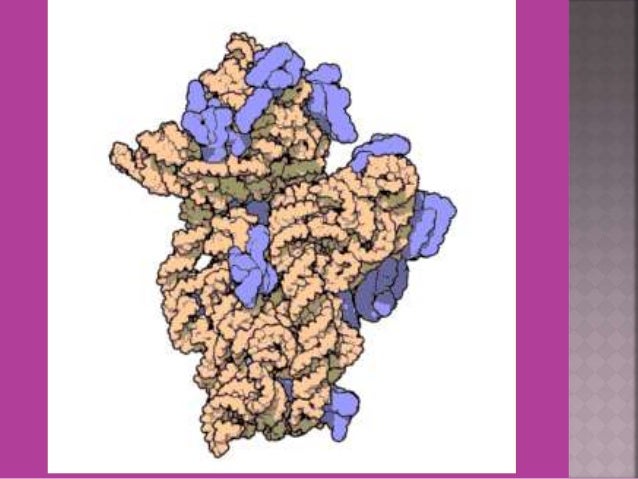 Chloromycetin Vs Chloramphenicol