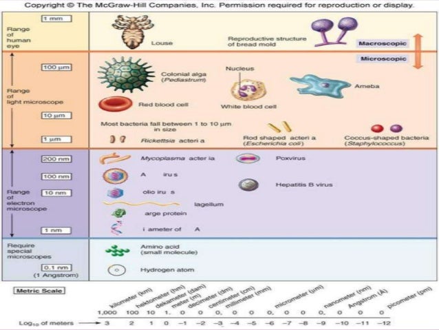Chloromycetin Vs Chloramphenicol