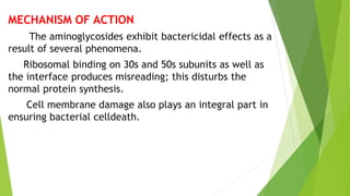 MECHANISM OF ACTION
The aminoglycosides exhibit bactericidal effects as a
result of several phenomena.
Ribosomal binding on 30s and 50s subunits as well as
the interface produces misreading; this disturbs the
normal protein synthesis.
Cell membrane damage also plays an integral part in
ensuring bacterial celldeath.
 