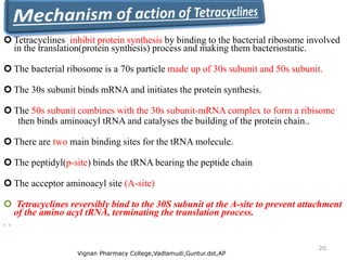  Tetracyclines inhibit protein synthesis by binding to the bacterial ribosome involved
in the translation(protein synthesis) process and making them bacteriostatic.
 The bacterial ribosome is a 70s particle made up of 30s subunit and 50s subunit.
 The 30s subunit binds mRNA and initiates the protein synthesis.
 The 50s subunit combines with the 30s subunit-mRNA complex to form a ribisome
then binds aminoacyl tRNA and catalyses the building of the protein chain..
 There are two main binding sites for the tRNA molecule.
 The peptidyl(p-site) binds the tRNA bearing the peptide chain
 The acceptor aminoacyl site (A-site)
 Tetracyclines reversibly bind to the 30S subunit at the A-site to prevent attachment
of the amino acyl tRNA, terminating the translation process.
. .
Vignan Pharmacy College,Vadlamudi,Guntur.dst,AP
20
 