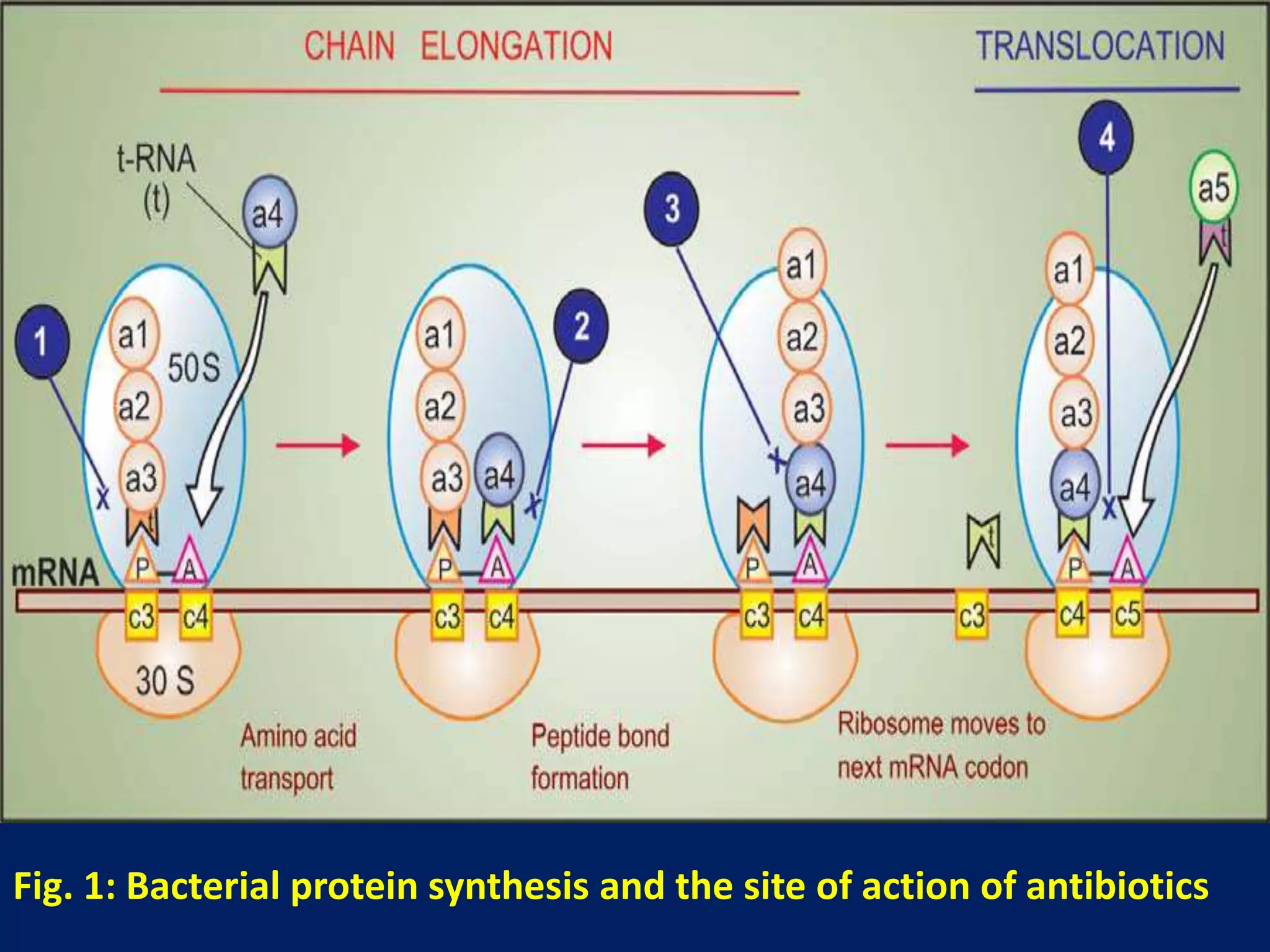 Fig. 1: Bacterial protein synthesis and the site of action of antibiotics
 