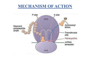 MECHANISM OF ACTION
 
