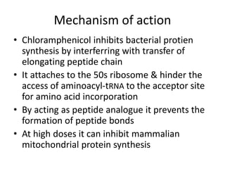 Mechanism of action
• Chloramphenicol inhibits bacterial protien
synthesis by interferring with transfer of
elongating peptide chain
• It attaches to the 50s ribosome & hinder the
access of aminoacyl-tRNA to the acceptor site
for amino acid incorporation
• By acting as peptide analogue it prevents the
formation of peptide bonds
• At high doses it can inhibit mammalian
mitochondrial protein synthesis
 