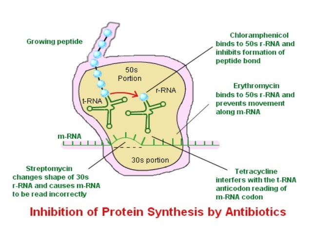 Tetracyclines dr. johan pandian pertussis diagram 