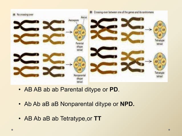 A Tetrad Is Composed Of What – Tetrad (meiosis) – SECHE