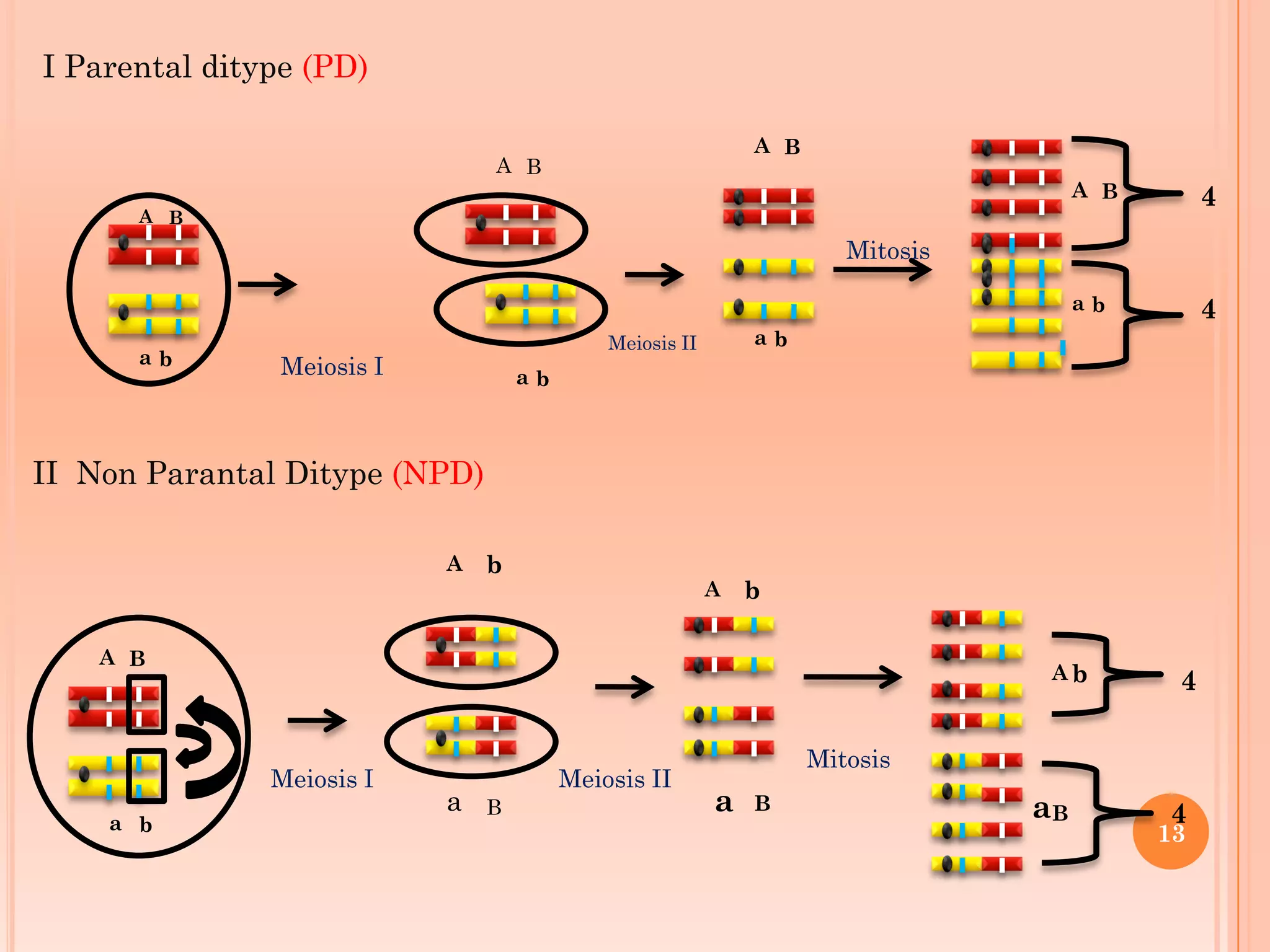 A B
a b
A B
A b
Ba
A B
A B 4
4a b
A b
A b
Ba
4
4Ba
13
I Parental ditype (PD)
II Non Parantal Ditype (NPD)
Meiosis I
Meiosis II
Mitosis
Meiosis I Meiosis II
Mitosis
a b
a b
a b
A B
 