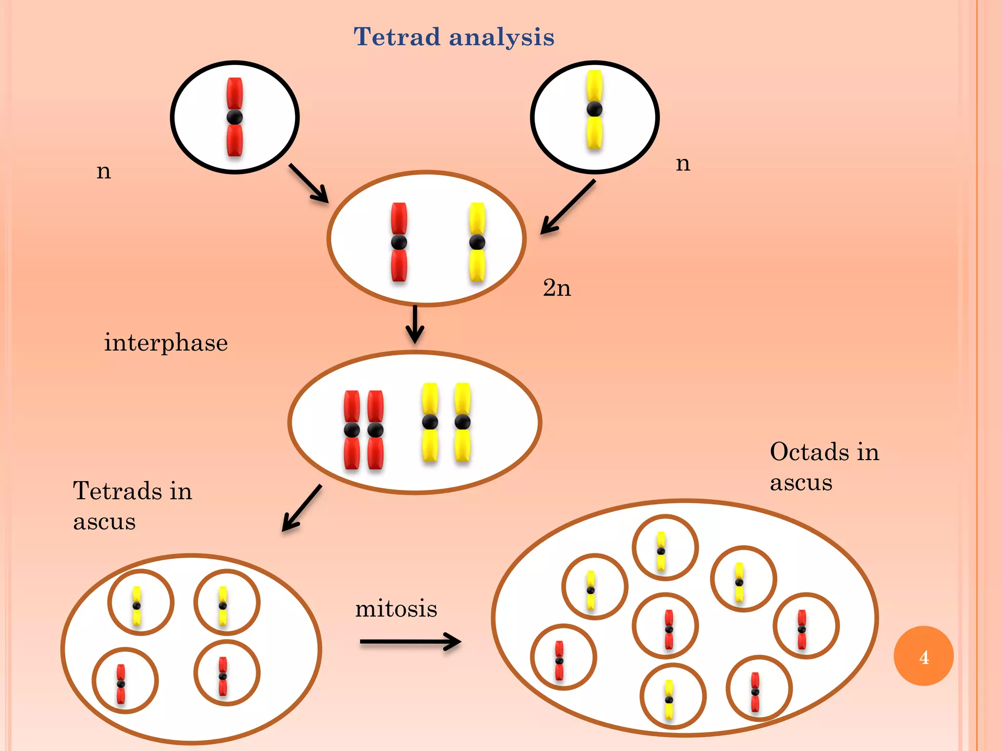 Tetrad analysis
nn
2n
interphase
Tetrads in
ascus
mitosis
Octads in
ascus
4
 