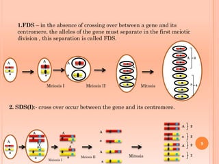 1.FDS – in the absence of crossing over between a gene and its
centromere, the alleles of the gene must separate in the first meiotic
division , this separation is called FDS.
2. SDS(I):- cross over occur between the gene and its centromere.
9
A
a a
A
A
a
A
a
4
4
a
A
A
a
A
a
A
A
a
a
a
a
A
A
A
A
a
a
2
2
2
2
Meiosis I Meiosis II Mitosis
Meiosis I
Meiosis II Mitosis
 