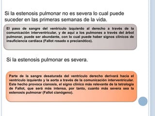 Si la estenosis pulmonar no es severa lo cual puede
suceder en las primeras semanas de la vida.
El paso de sangre del ventrículo izquierdo al derecho a través de la
comunicación interventricular, y de aquí a los pulmones a través del árbol
pulmonar, puede ser abundante, con lo cual puede haber signos clínicos de
insuficiencia cardiaca (Fallot rosado o precianótico).

Si la estenosis pulmonar es severa.
Parte de la sangre desaturada del ventrículo derecho derivará hacia el
ventrículo izquierdo y la aorta a través de la comunicación interventricular.
Este hecho provoca cianosis, el signo clínico más relevante de la tetralogía
de Fallot, que será más intensa, por tanto, cuanto más severa sea la
estenosis pulmonar (Fallot cianógeno).

 