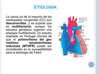 ETIOLOGIA
La causa (s) de la mayoría de las
cardiopatías congénitas (CC) son
desconocidas, y se supone que
es multifactorial, aunque los
estudios genéticos sugieren una
etiología multifactorial. Un estudio
realizado en Portugal informó de
que el polimorfismo del gen
metileno
tetrahidrofolato
reductasa (MTHFR) puede ser
considerado en la susceptibilidad
para la tetralogía de Fallot.

 