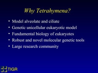 Why Tetrahymena?
•   Model alveolate and ciliate
•   Genetic unicellular eukaryotic model
•   Fundamental biology of eukaryotes
•   Robust and novel molecular genetic tools
•   Large research community




TIGR
 