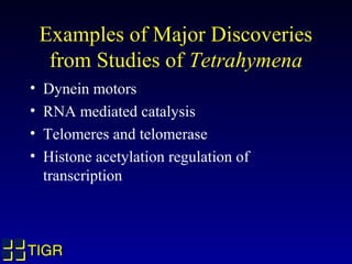 Examples of Major Discoveries
     from Studies of Tetrahymena
•   Dynein motors
•   RNA mediated catalysis
•   Telomeres and telomerase
•   Histone acetylation regulation of
    transcription



TIGR
 
