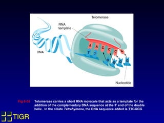 Fig 8-33   Telomerase carries a short RNA molecule that acts as a template for the
            addition of the complementary DNA sequence at the 3’ end of the double
            helix. In the ciliate Tetrahymena, the DNA sequence added is TTGGGG

TIGR
 