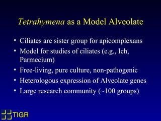 Tetrahymena as a Model Alveolate

• Ciliates are sister group for apicomplexans
• Model for studies of ciliates (e.g., Ich,
  Parmecium)
• Free-living, pure culture, non-pathogenic
• Heterologous expression of Alveolate genes
• Large research community (~100 groups)


TIGR
 