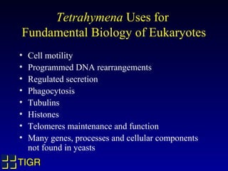 Tetrahymena Uses for
Fundamental Biology of Eukaryotes
•   Cell motility
•   Programmed DNA rearrangements
•   Regulated secretion
•   Phagocytosis
•   Tubulins
•   Histones
•   Telomeres maintenance and function
•   Many genes, processes and cellular components
    not found in yeasts
TIGR
 