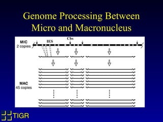 Genome Processing Between
   Micro and Macronucleus




TIGR
 