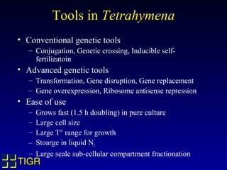 Tools in Tetrahymena
• Conventional genetic tools
   – Conjugation, Genetic crossing, Inducible self-
     fertilizatoin
• Advanced genetic tools
   – Transformation, Gene disruption, Gene replacement
   – Gene overexpression, Ribosome antisense repression
• Ease of use
   –   Grows fast (1.5 h doubling) in pure culture
   –   Large cell size
   –   Large T° range for growth
   –   Stoarge in liquid N2
   –   Large scale sub-cellular compartment fractionation
TIGR
 