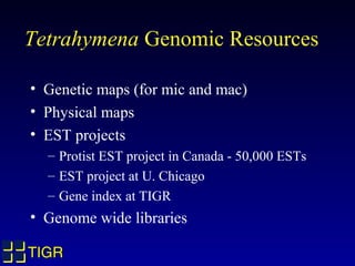 Tetrahymena Genomic Resources

• Genetic maps (for mic and mac)
• Physical maps
• EST projects
  – Protist EST project in Canada - 50,000 ESTs
  – EST project at U. Chicago
  – Gene index at TIGR
• Genome wide libraries

TIGR
 